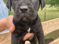 Siyah panter cane corso bebişler