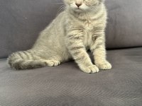 British shorthair kedimiz