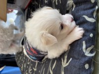 Malta Teriyer Mini boy
