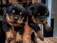 Macar koca kafa rottweiler yavruları
