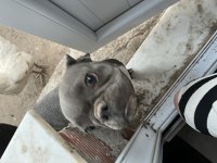 Maddi durumdan dolayı french bulldog