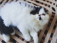 Cfa şecereli harika genç dişi erkek kedimiz