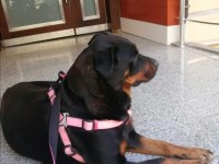 Ücretsiz 3,5 yaşında eğitimli rottweiler