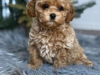 Kore maltipoo yavrular