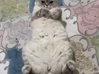 Scottish Fold Kedimiz Ankara
