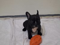 SAFKAN SON ERKEK FRENCH BULLDOG YAVRUMUZ