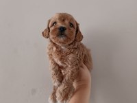 Maltipoo yavru