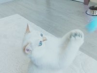 9 Aylık Beyaz Golden blue point kısır british shorthair
