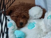Toy poodle leri en tatlısı