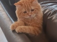 British shorthair kedim icardi