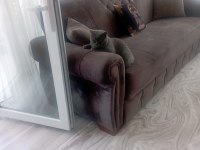 British shorthair kedimi satıyorum