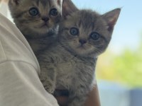 İnanılmaz asil ve zeki British Tiger Silver tabby