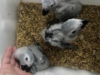 Jako papağanı kuşlarımız