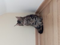 Nazik maine coon devler yuvasını arıyor