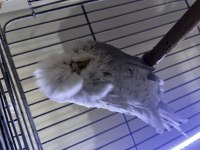 Üst Düzey Show Jumbo Muhabbet Kuşu