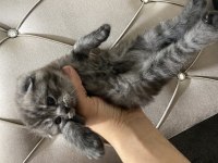 2 Aylık Scottish Fold Yavrularımız