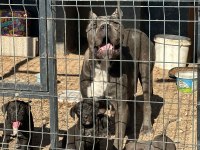 Yavru aslan cane corso