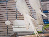 Bir çift orijinal albino kırmızı göz sultan papağanı