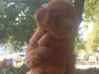 Erkek tuvalet eğitimli teacup kg cm sağlık garantili poodle