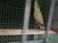 Albino lutino sultan yeni eşleme