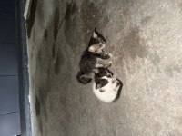 Kedilere yuva olabilecekler arayın