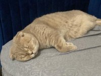 Uysal çok tatlı scottish fold