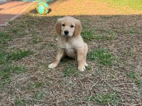 Golden Retriever Dişi