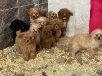 Poodle Yavrularımız Yeni Ailelerini Beklemekte