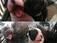 FRENCH BULLDOG