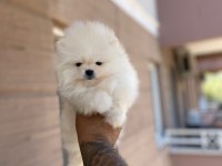 Sağlık Ve Irk Garantili Pomeranian Boo