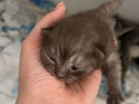 British longhair birbirinden güzel bebekler
