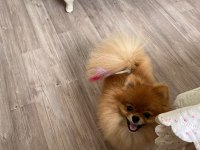 Pomeranian Yetişkin Dişi Te Cup 1 Yaşında