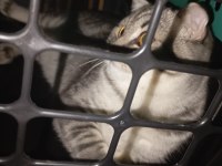 EVİMİZİN ASLANI KEDİMİZ