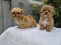 Maltipoo Yavrularımız 