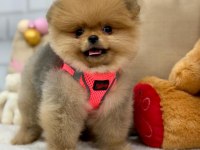 BİBLO POMERANİAN BOO YAVRULARIMIZ