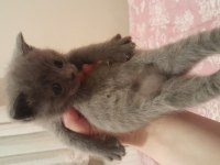 British shorthair yavrularımız