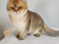 8 aylık british shorthair golden ny11 ny24 kediler