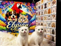 Safkan Scottish Fold Yavruları
