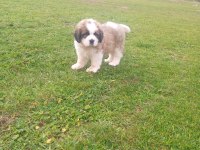 St bernand dişi köpeğimiz