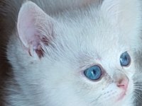 Şafkan British Shorthair