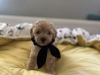 Yakışıklı oğlumuz maltipoo