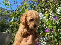 Toy poodle kaliteli yavru