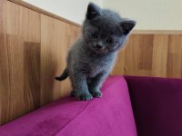 Teslime hazır yavru kedilerimiz