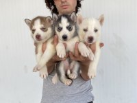 Her Renk Husky Yavrularımız