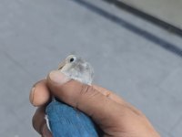 Yavru ısırmayan bebek cennet papağanı yavrular