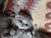 24 mart doğumlu british shorthair kedisi