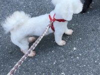 KÖPEĞİMİZ İÇİN LÜTFEN AÇIKLAMAYI OKUMADAN ARAMAYINIZ