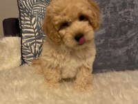 Diş F1 Maltipoo yavru