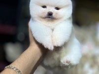 Teddy Pomeranian Boo WC Eğitimli