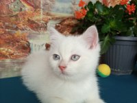 Erkek Yavru British Shorthair